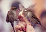 sparrows by cloe-may