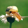 snail+daisy