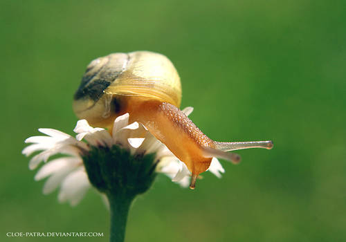 snail+daisy