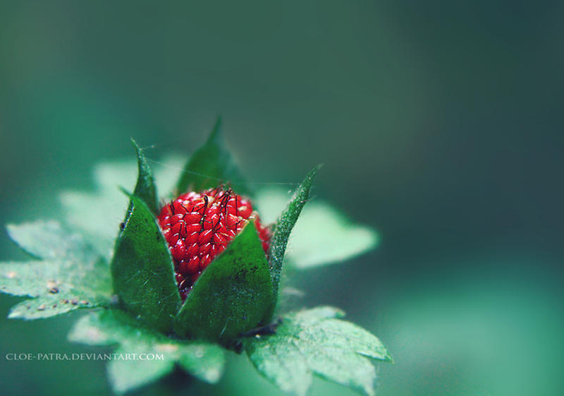 wild berry