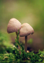 mushrooms