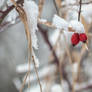 snow berries