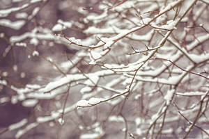 snowy afternoon by cloe-may snowy afternoon by cloe-may