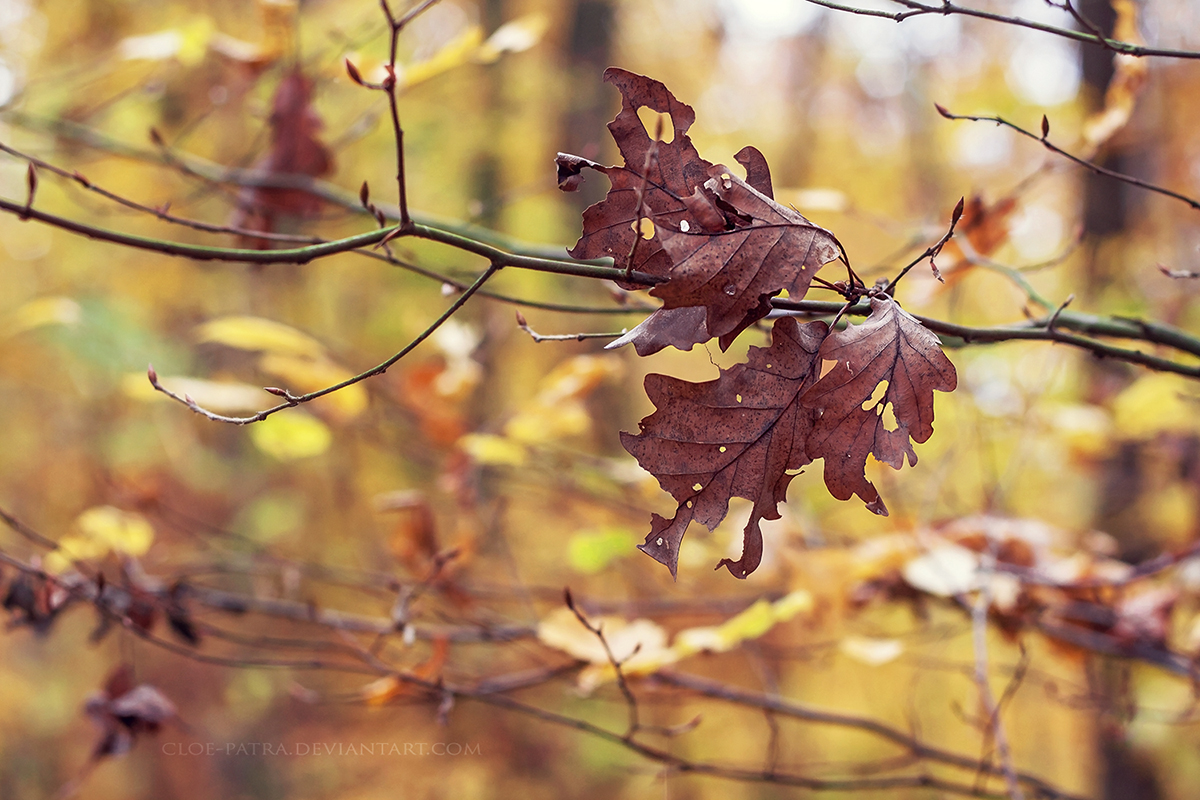  colours of fall