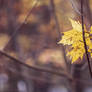  autumn maple