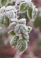 22.36 frosty leaves