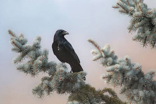 corvus