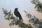 corvus