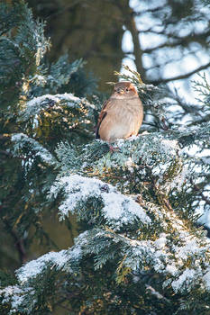 winter sparrow