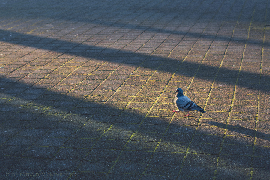 23.8 jumping shadows by cloe-may