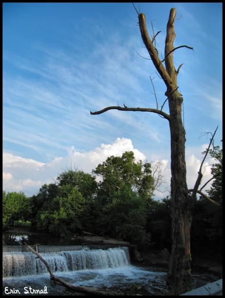 River Tree