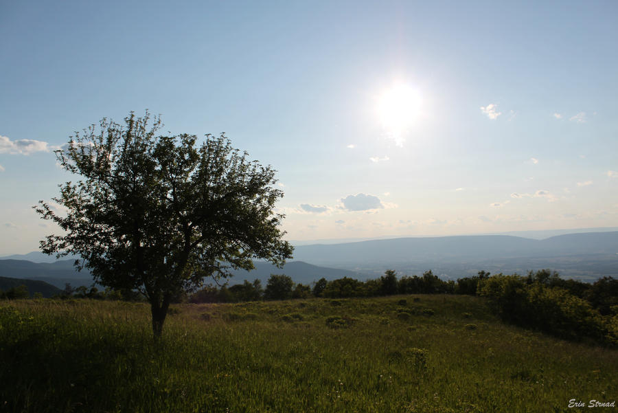 Tree and the Sun