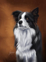 Border collie Jimmy