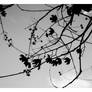 Aster