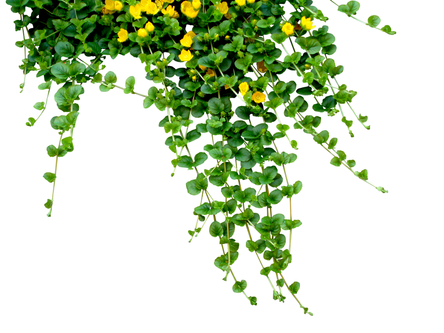Garland by Black-B-o-x
