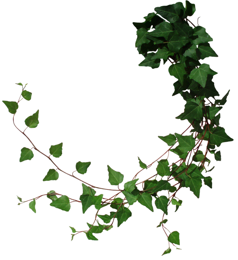 Ivy 2 by Black-B-o-x