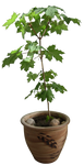 Maple by Black-B-o-x Maple by Black-B-o-x