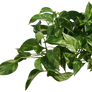 Plant (Epipremnum pinnatum)