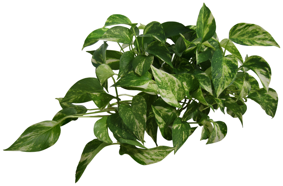 Plant (Epipremnum pinnatum) by Black-B-o-x