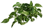 Plant (Epipremnum pinnatum)