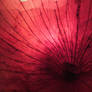 Red Onion - texture 2