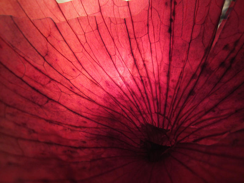 Red Onion - texture 2 by Black-B-o-x