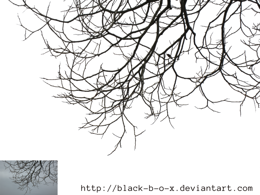 Branch by Black-B-o-x