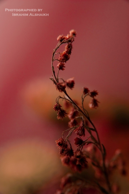 Flower sprouts