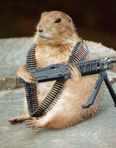 don't mess with ground hogs