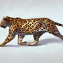 Leopard study