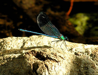 Blue Thread Hanging