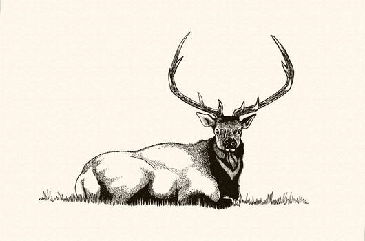 'Bull Elk in Repose'