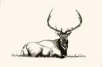 'Bull Elk in Repose' by TADASHI-STATION