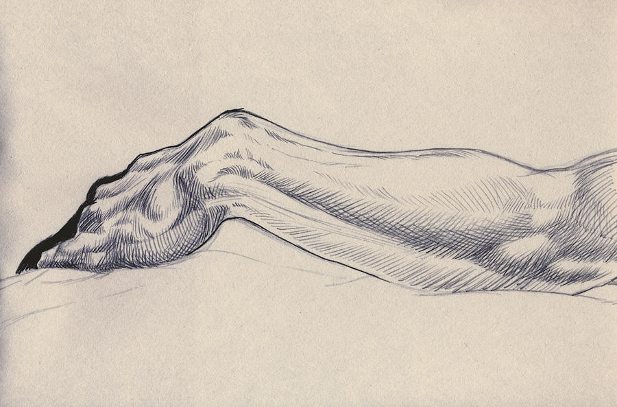 'Life Drawing Forearm Study 2'