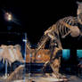 'Carnotaurus and T-Rex Skull'