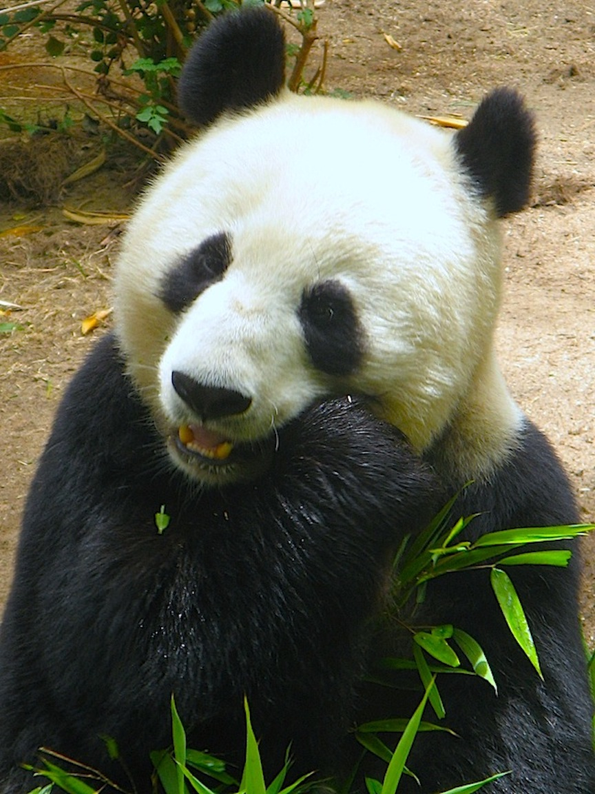 Panda Bear~Bamboo Brunch