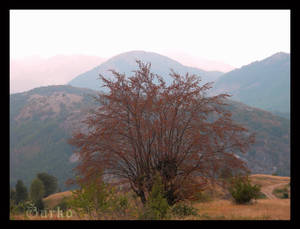 Red tree