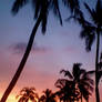 Sunset and Palm Trees