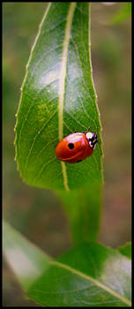 Ladybird...