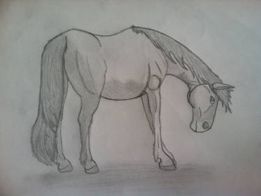 Another horse