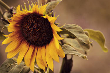 Beauty of Sun Flower