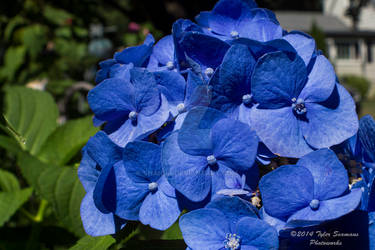 Hydrangea