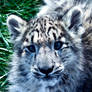 Baby_Snow_Leopard_2