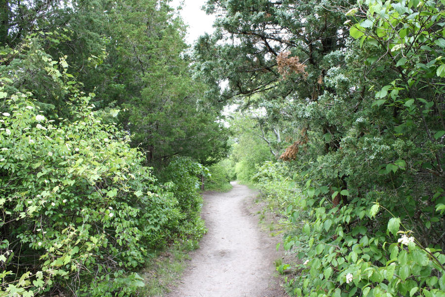 Clear Path Tree Clear Path by dramaqueen12 on DeviantArt
