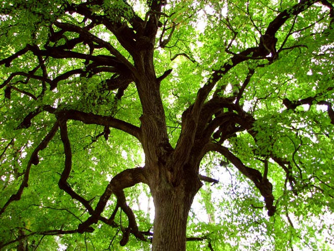 Opening Tree by ArkhamEscapee on DeviantArt