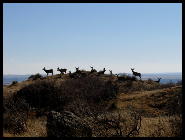 Park Wildlife