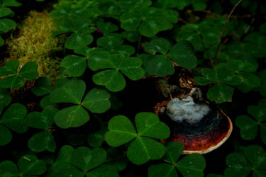 a fungi in the crowd