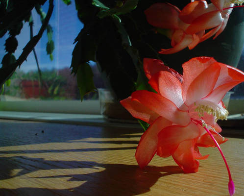 christmas cactus, II