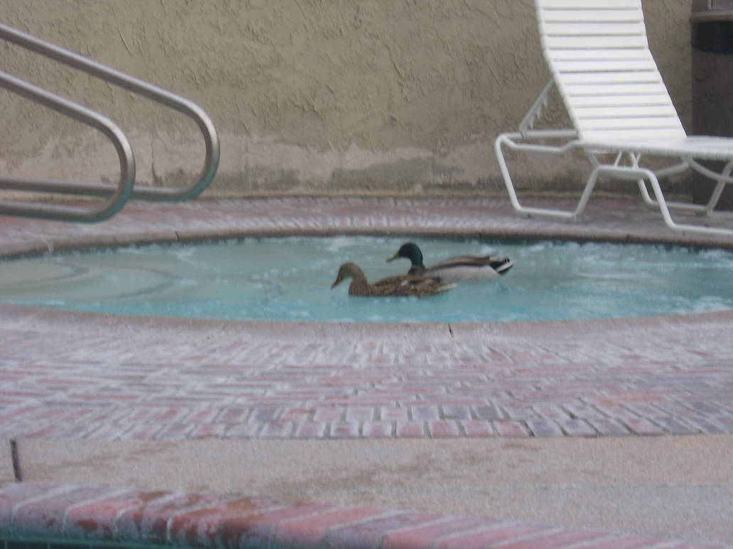 Ducks in a Hot Tub