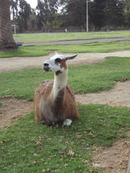 Llama pensativa